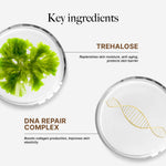 CLEF Anti-Aging Cleansing Gel, key ingredients
